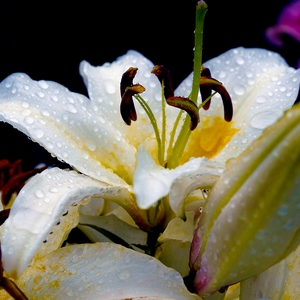 Fleurs de lys recouvertes de rosée - France  - collection de photos clin d'oeil, catégorie plantes